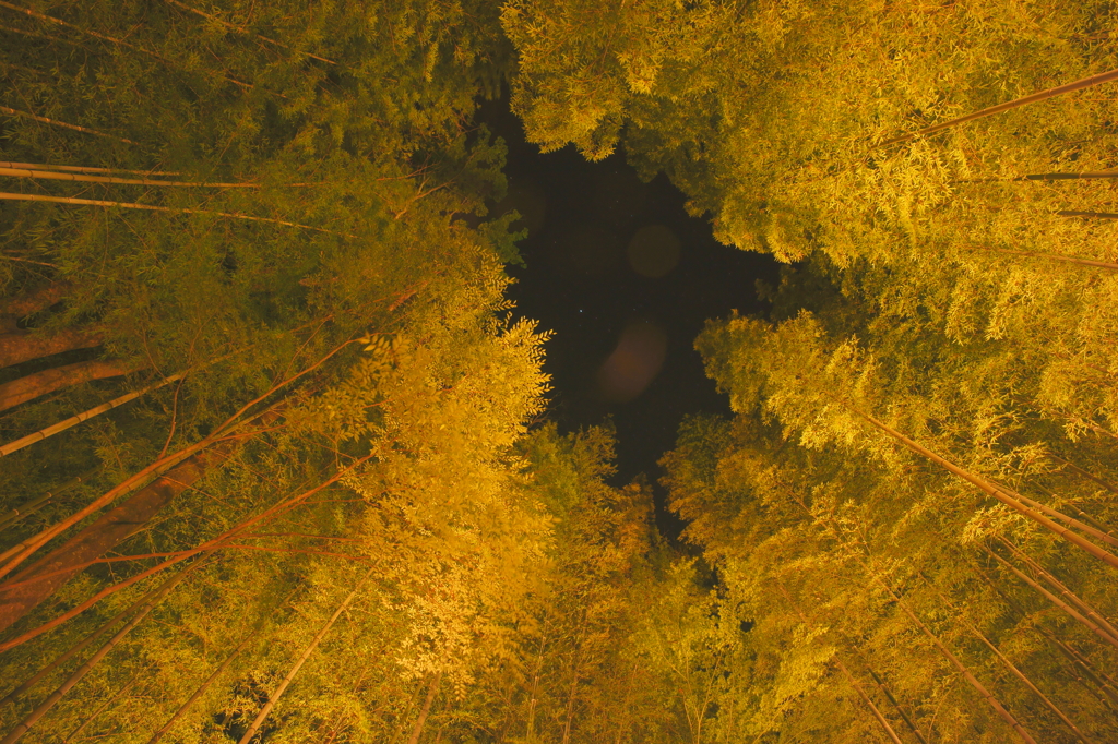 竹林の夜空
