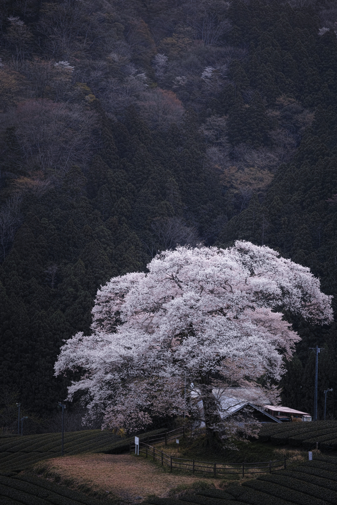 一本桜