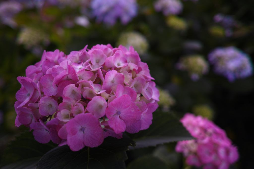 紫陽花