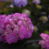 紫陽花