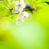 葉桜になりつつ