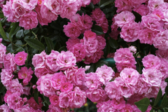 薔薇