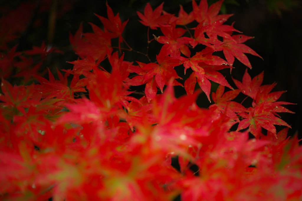 ひっそりと紅く