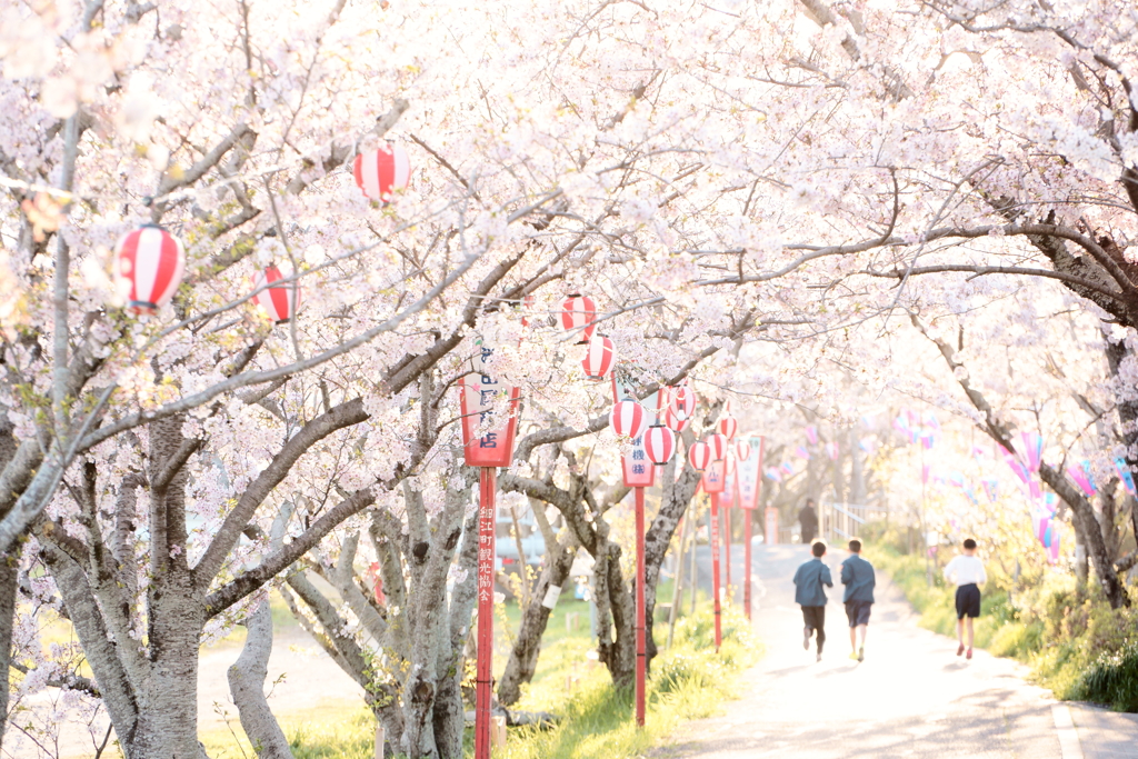 桜の中