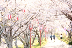 桜の中