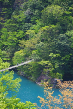 新緑と吊り橋