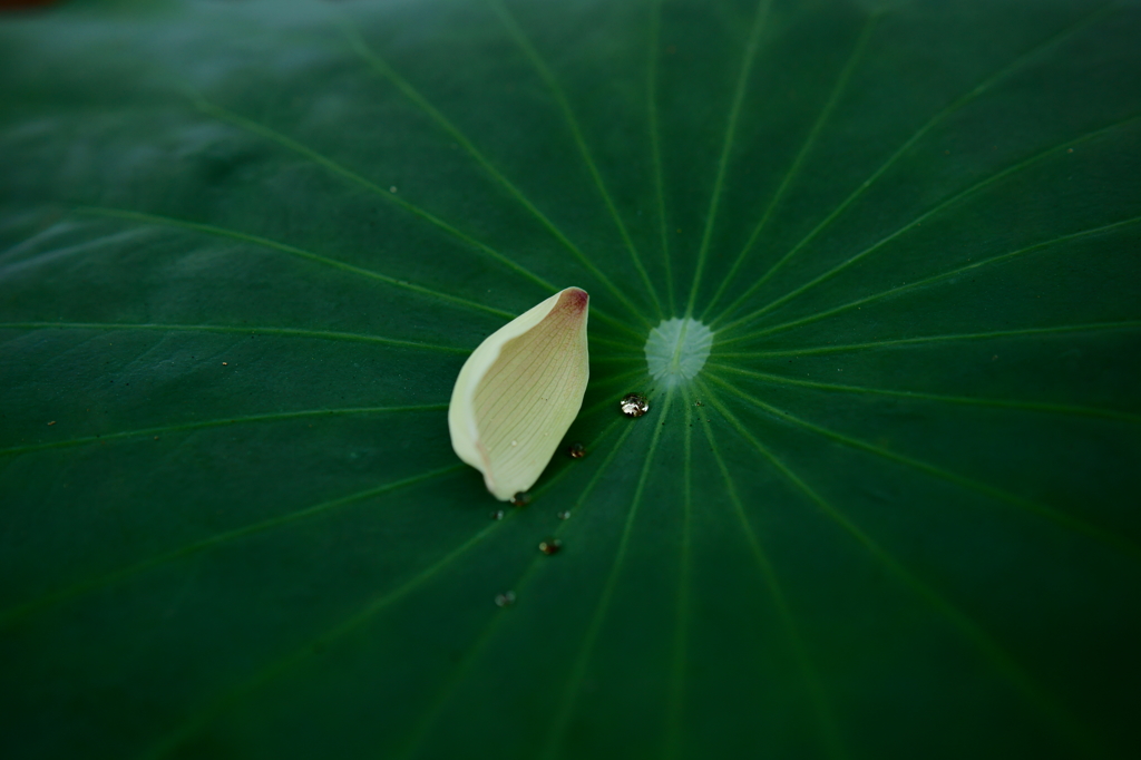 蓮の花びら