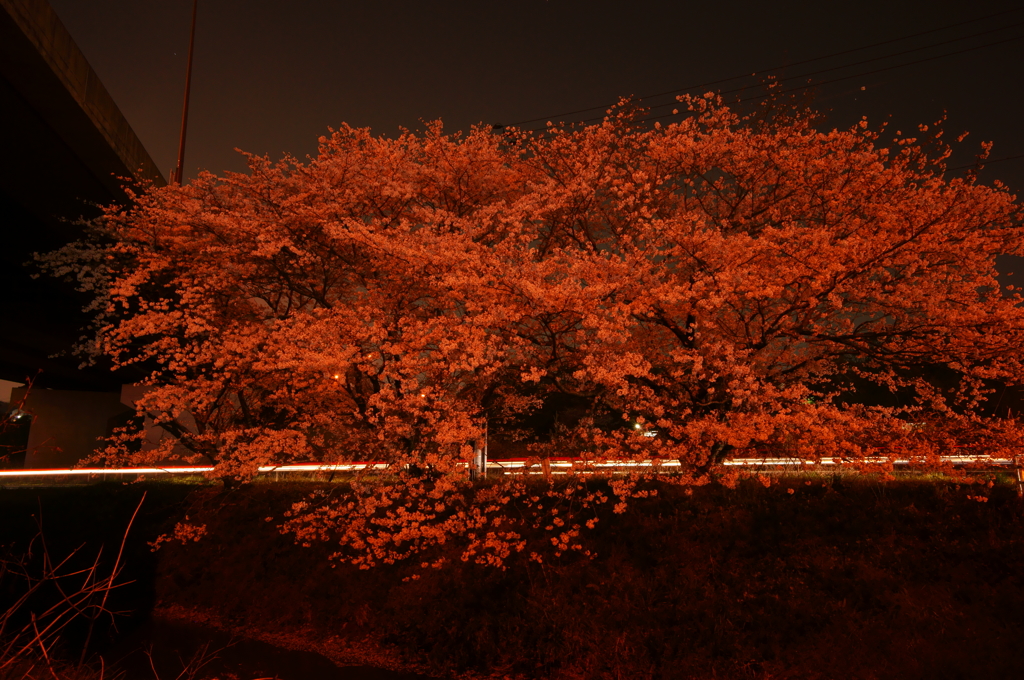 紅い夜桜