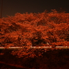 紅い夜桜