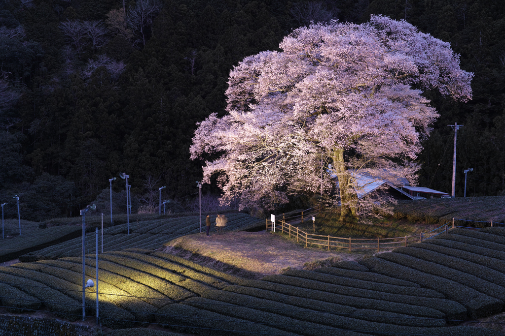 夕暮れの桜