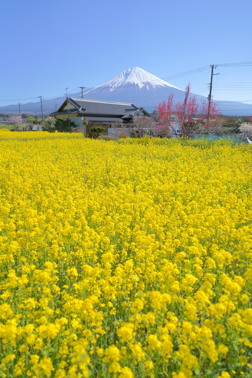 菜の花