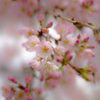 枝垂れ桜