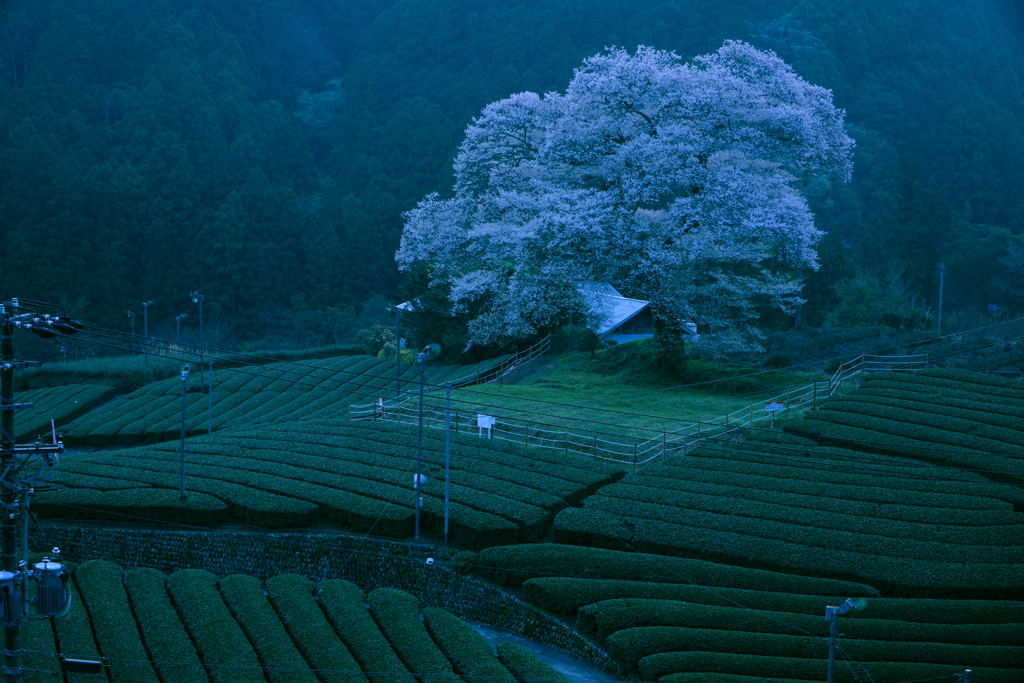 夜明け前