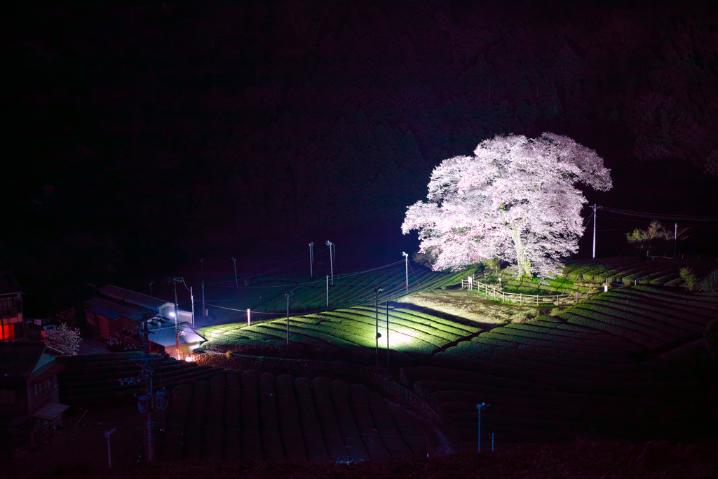 夜桜一部