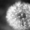 モノクロ花火