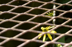 Under the fence