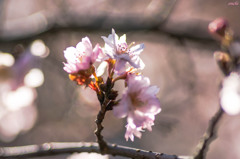 新宿御苑　十月桜