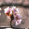 新宿御苑　十月桜