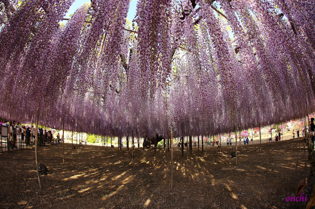 あしかがフラワーパーク　大藤