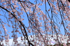 小石川後楽園