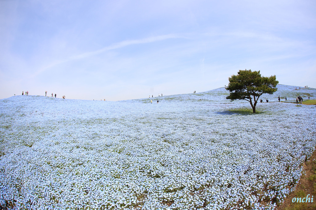 ひたち海浜公園　ネモフィラ