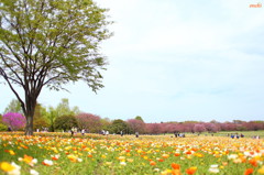 昭和記念公園　ポピー　桜