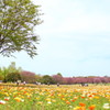 昭和記念公園　ポピー　桜