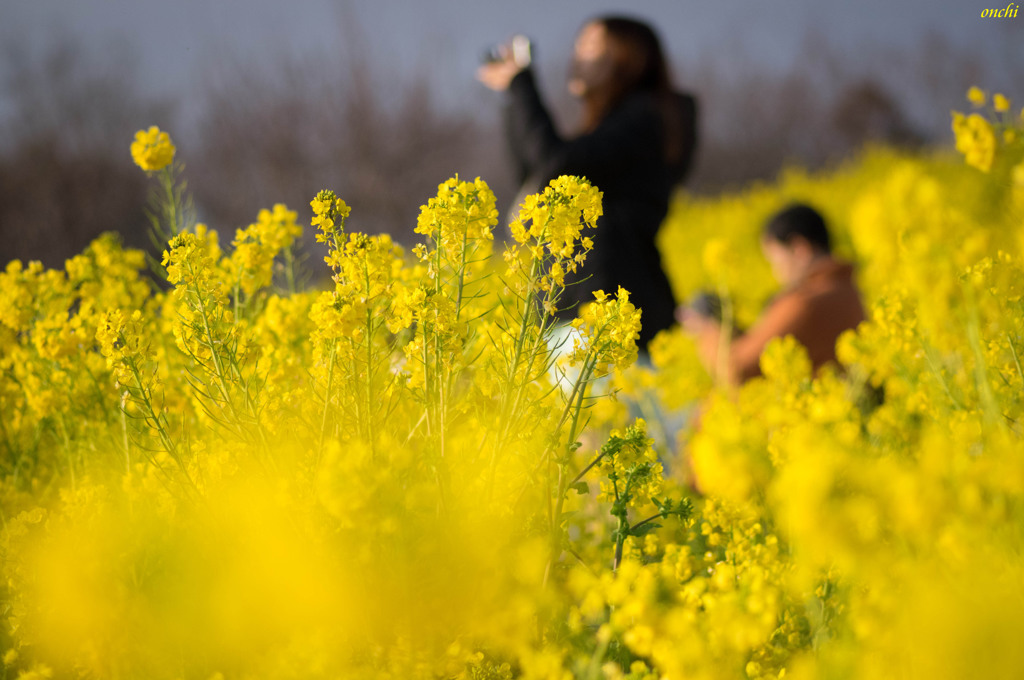 吾妻山公園　菜の花