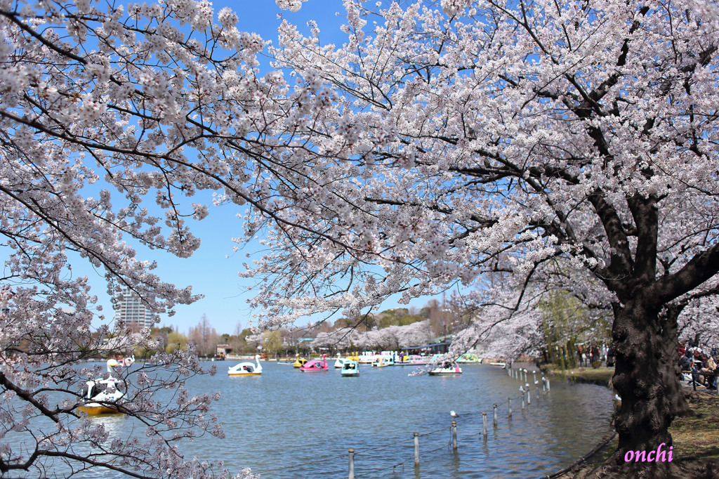 不忍池　上野公園　桜