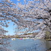 不忍池　上野公園　桜