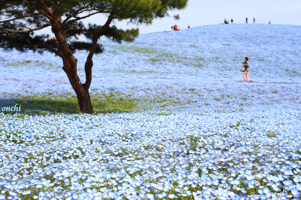 ひたち海浜公園　ネモフィラ