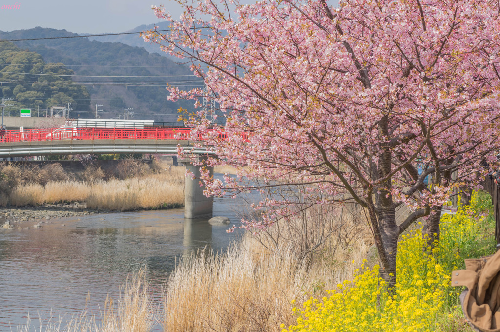 河津桜　河津