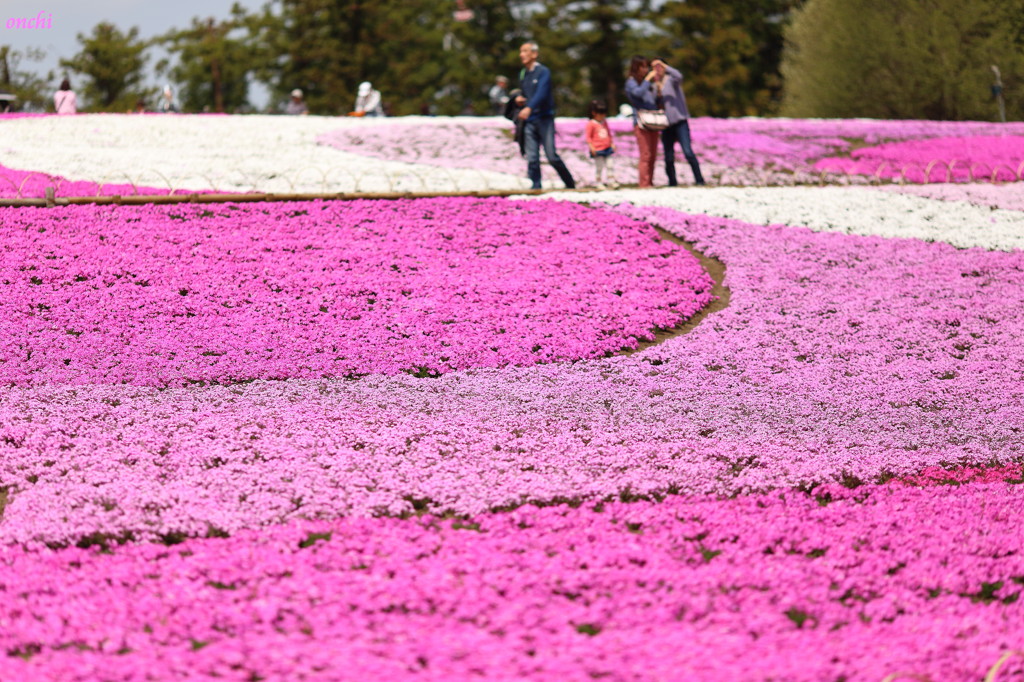 羊山公園　芝桜