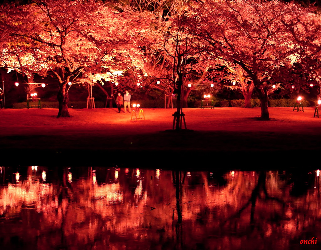 はままつフラワーパーク　桜