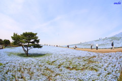 ひたち海浜公園　ネモフィラ