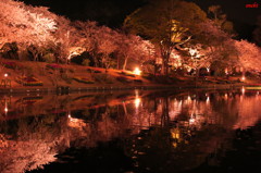 浜松フラワーパーク　夜桜　