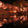 浜松フラワーパーク　夜桜　