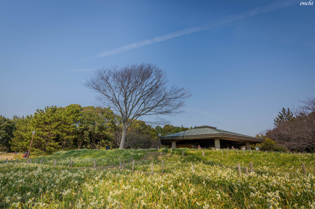 葛西臨海公園　水仙　青空