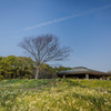 葛西臨海公園　水仙　青空