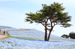 ひたち海浜公園　ネモフィラ