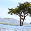 ひたち海浜公園　ネモフィラ