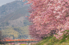 河津桜　桜並木　河津