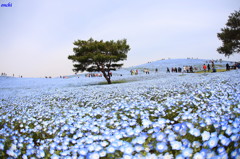 ひたち海浜公園　ネモフィラ