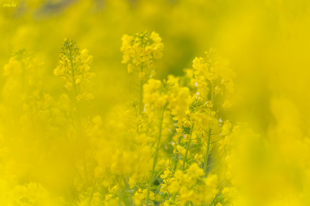 吾妻山公園　菜の花