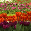 昭和記念公園のチューリップ