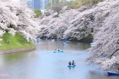 千鳥ヶ淵