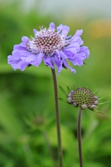 名を知らぬ花Ⅲ