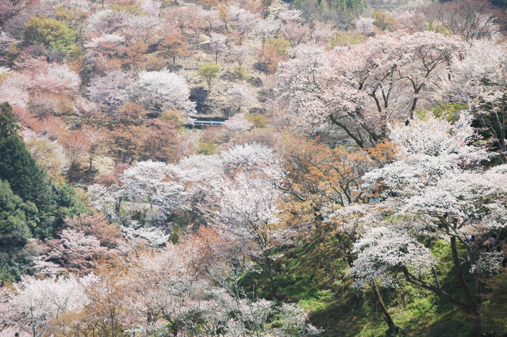 吉野山