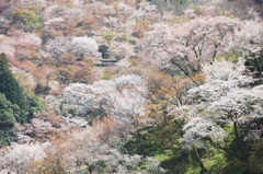 吉野山