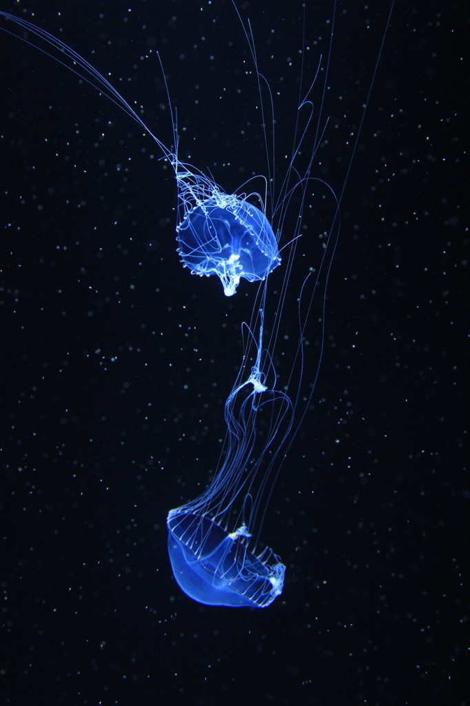 流星群